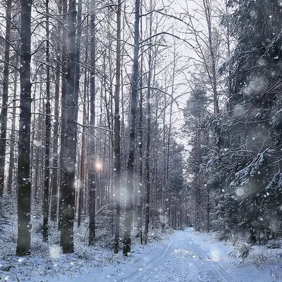 Зимний снег зимний лес снег фон Обои Изображение для бесплатной загрузки -  Pngtree