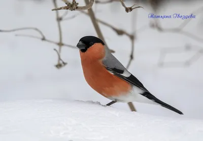 Фото Птицы Снегирь ветка животное 1920x1320