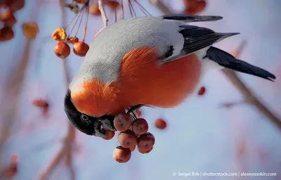 Снегири на снегу...\" - Владимир Пименов - ЛенсАрт.ру | Снегирь, Птицы,  Птички