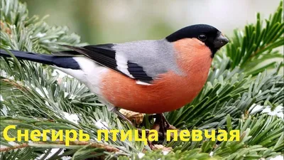 Снегирь (Pyrrhula pyrrhula). Птицы Европейской России.