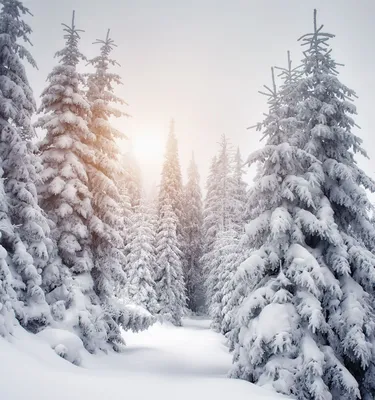Снежный лес фото фото