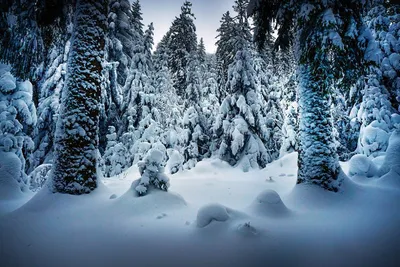 Обои на рабочий стол Снежный лес, фотограф Robert Didierjean, обои для  рабочего стола, скачать обои, обои бесплатно