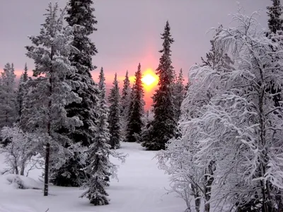 Дорога Snowy через снежный лес Стоковое Фото - изображение насчитывающей  бело, вал: 48346030