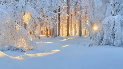 Снежный лес // Snowy forest | The winter came into its own: … | Flickr