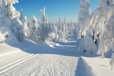 Снежный лес ночью - красивые фото