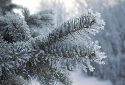 снежный лес покрытый деревьями и камнями, холодный снег холодный, Hd  фотография фото фон картинки и Фото для бесплатной загрузки