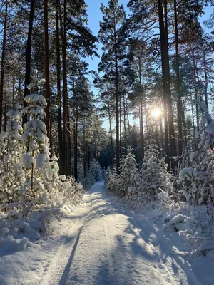 Снежный лес | Winter landscape, Winter scenery, Winter nature