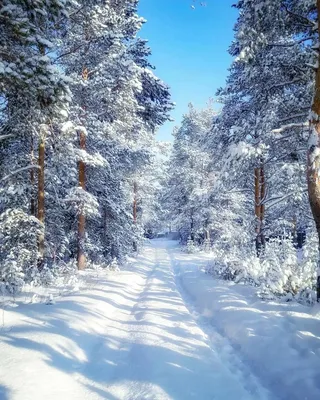 Снежный лес :: Юлия Дурова – Социальная сеть ФотоКто