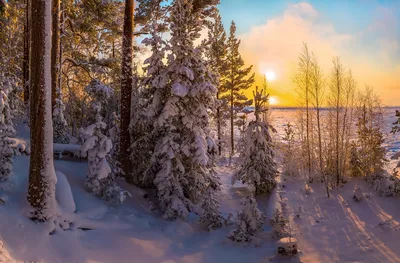 🇺🇦 Снежный лес (Карпаты, Украина) автор Александр Котенко // Snowy forest  (Carpathians, Ukraine) by Alexander Kotenko ❄️ | Пейзажи, Зимние сцены, Лес