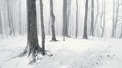 Снежный Лес Зимой Чехия — стоковые фотографии и другие картинки Без людей -  Без людей, Белый, Вертикальный - iStock