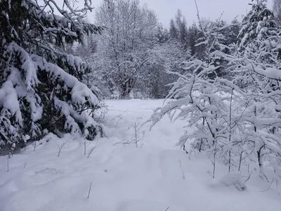 Зимний снежный лес. сосновый лес, покрытый снегом в январе | Премиум Фото