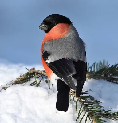 Снегирь. | Wild birds, Birds, Beautiful birds