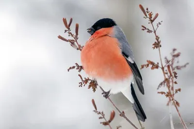 Снегирь (Pyrrhula pyrrhula) - Bullfinch | Film Studio Aves - YouTube