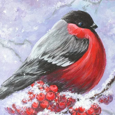 Снегирь - описание и фотографии птицы | Я - Краевед
