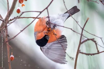 Птица похожа на снегиря - картинки и фото poknok.art