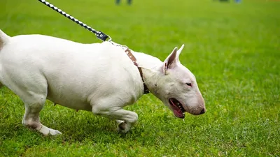 Бультерьер – бойцовская собака с вытянутой мордой, похожая на крысу | Dog  Breeds | Дзен