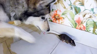 Крыса напала на женщину с собакой в центре Петрозаводска | 23.07.2022 |  Новости Петрозаводска - БезФормата