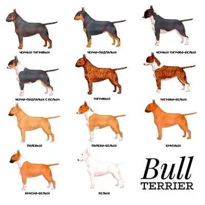 Бультерьер – бойцовская собака с вытянутой мордой, похожая на крысу | Dog  Breeds | Дзен