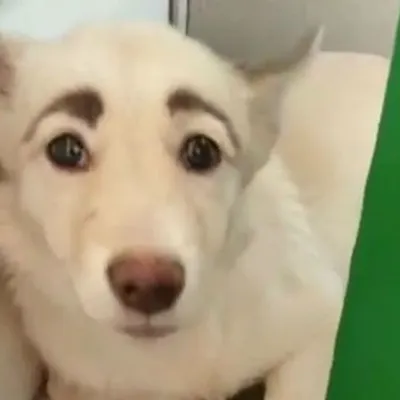 Собака с бровями фото фото