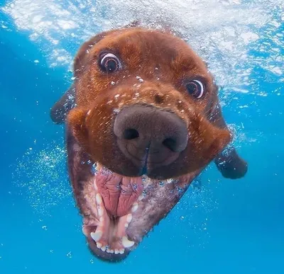 Собаки под водой фото фото