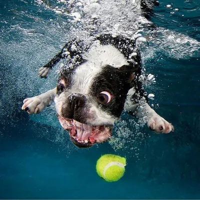 Милая собака плавает под водой …» — создано в Шедевруме