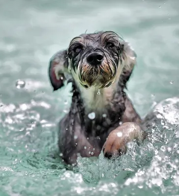 Собака в водовороте под водой, без…» — создано в Шедевруме