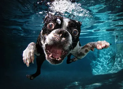 Собака в воде - красивые фото