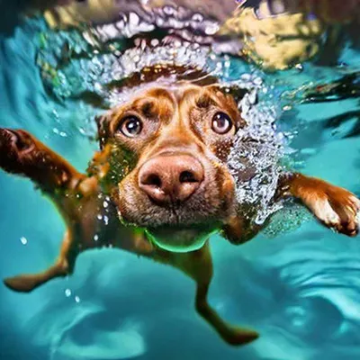 Спасение собаки на Бухтарминском водохранилище - как это было