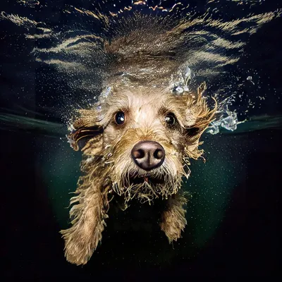 Собака в воде - 64 фото