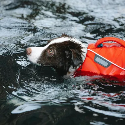 Собака плавает в бассейне под водой» — создано в Шедевруме