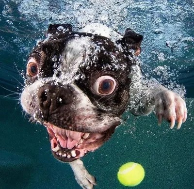 Крупным планом широкоугольный подводный снимок собаки под водой | Премиум  Фото