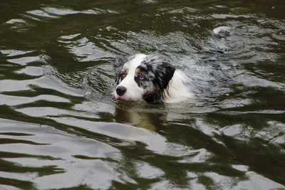 Пушистые пловцы: как собак из Петербурга учат спасению на воде | Телеканал  Санкт-Петербург