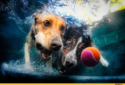 Пловцы собачьего мира. Или топ 8 пород собак, которые идеально плавают, а  также обожают воду. | Домашние питомцы | Дзен