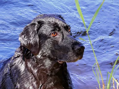 Собаки Собака В Воде Плавать - Бесплатное фото на Pixabay - Pixabay