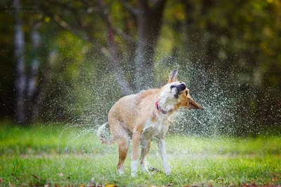 кормит жаждую собаку водой стоковое изображение. изображение насчитывающей  портрет - 234749769