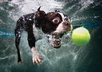 Счастливая собака питбуль ловит теннисный мяч под водой | Премиум Фото