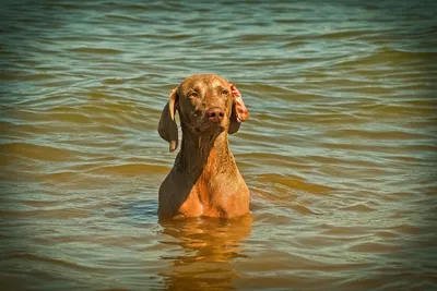 картинки : воды, озеро, влажный, собака, плавать, Домашнее животное,  Млекопитающее, Морда, Позвоночный, Лабрадор ретривер, Ньюфаундленд, сука,  Ретривер с плоским покрытием, Собака, как млекопитающее 4608x3456 - -  554671 - красивые картинки - PxHere