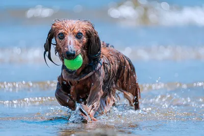 Купание собак в водоемах и на пляже: правила безопасности в воде