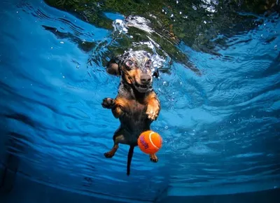 Собаки под водой. (11 фото) 🔥 Прикольные картинки и юмор