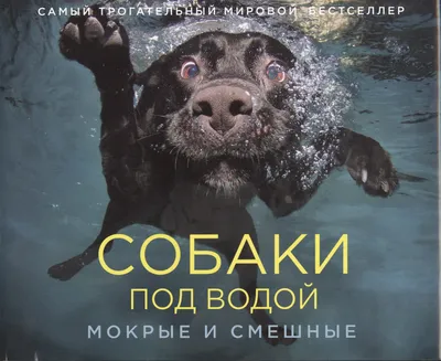 Собака в воде купака