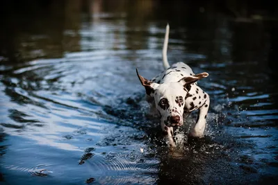 Собаки делают математический расчёт, чтобы минимизировать время доставания  мяча из воды
