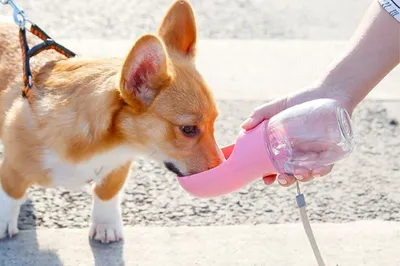 Фотографии Далматин собака воде животное