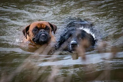Идущая собака в воде стоковое изображение. изображение насчитывающей  указатель - 36705273