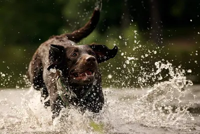 Собаки и вода: породы, наиболее подходящие для плавания - LOVE FERPLAST