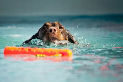 9 пород собак, которые не умеют плавать | ЗверЮга - мир животных | Дзен