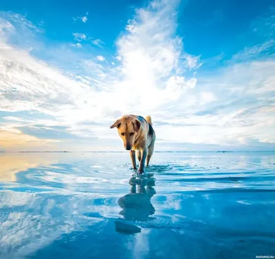 Подводная фотография, сделанная под водой, закрывает под водой подводных  собак Стоковое Изображение - изображение насчитывающей скачка, гиппопотам:  271502641