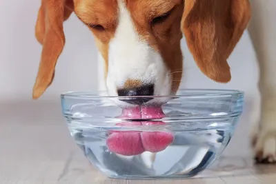 Собака плавает под водой со словами «домашнее животное» на дне. | Премиум  Фото