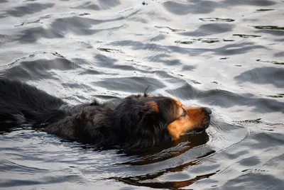собака под водой. собака ныряет под водой. собака нырнет глубоко в  бассейне. генеративный помощник Иллюстрация штока - иллюстрации  насчитывающей урок, управлять: 275270711