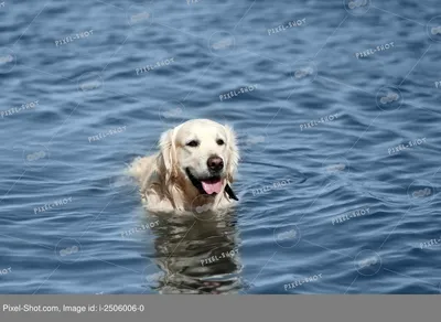 Собака Плавать Вода Мокрая - Бесплатное фото на Pixabay - Pixabay