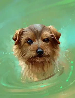 Животные, #Собаки, #Вода, #аватары, #картинки, #фото, #авы,  https://avatarko.ru/kartinka/28745 | Dogs, Cool dog houses, Pretty dogs